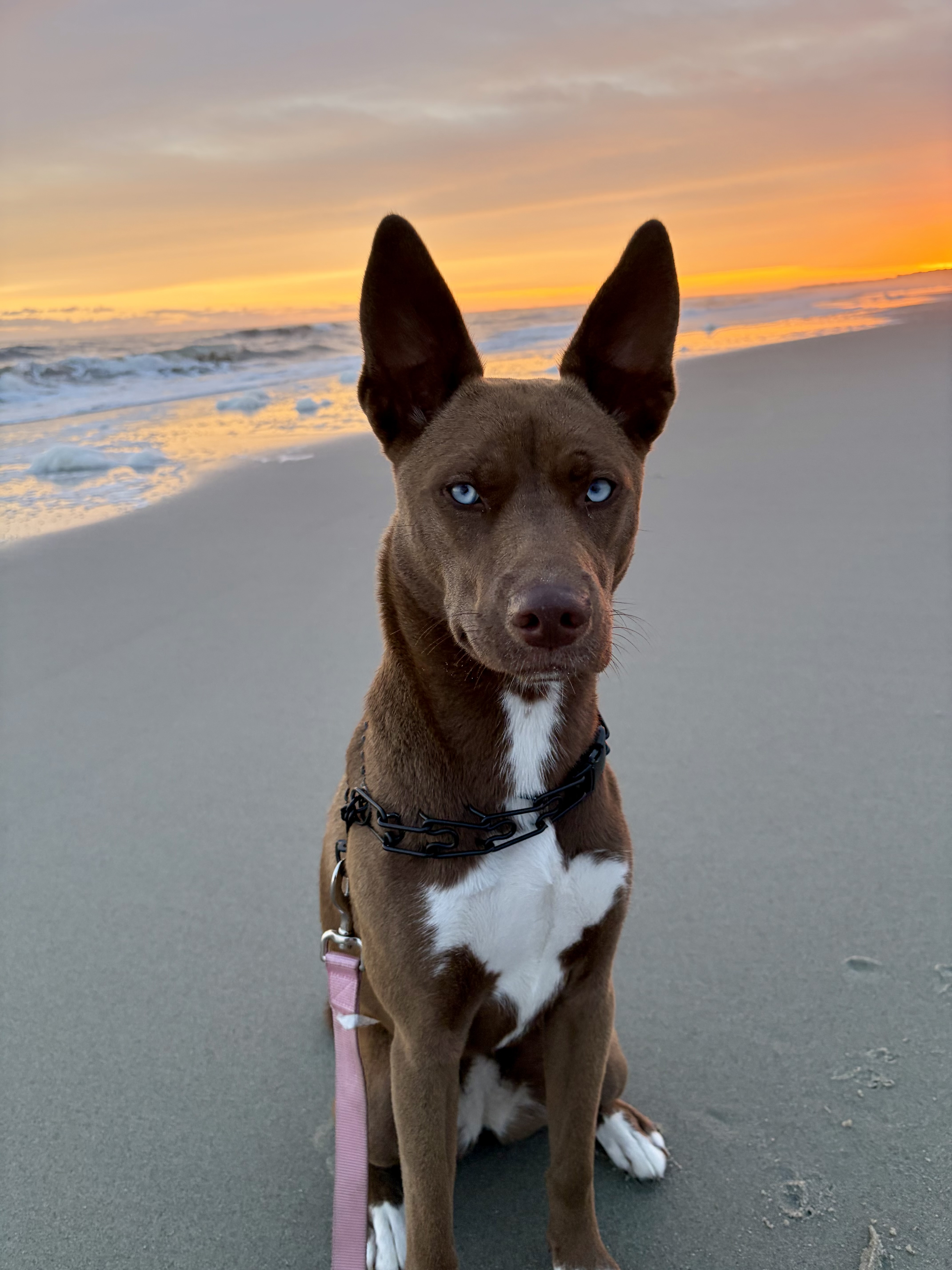 Koa at the beach